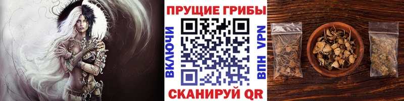 Псилоцибиновые грибы Psilocybe  Юхнов 